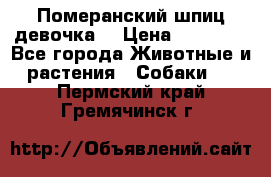 Померанский шпиц девочка  › Цена ­ 50 000 - Все города Животные и растения » Собаки   . Пермский край,Гремячинск г.